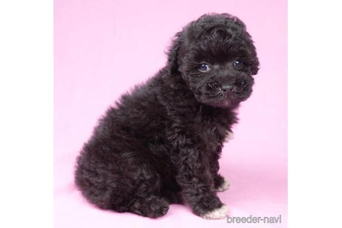 成約済の東京都のマルプー:マルチーズ×トイプードル-192826の1枚目